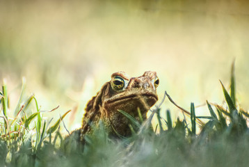 Big frog enjoying the nature after the rain