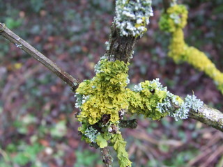 Lichens jaunes et bleus sur un sureau