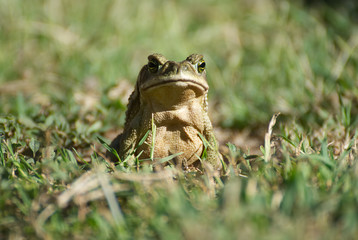 Big frog enjoying the nature after the rain