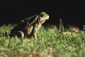 Big frog enjoying the nature after the rain