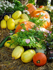 Wide detail of multiple piles of pumpkins and spaghetti squashes on a pile of hay, next to pots of flowers. Vertical orientation. Nakhon Ratchasima, Thailand. Agriculture and harvest concept.