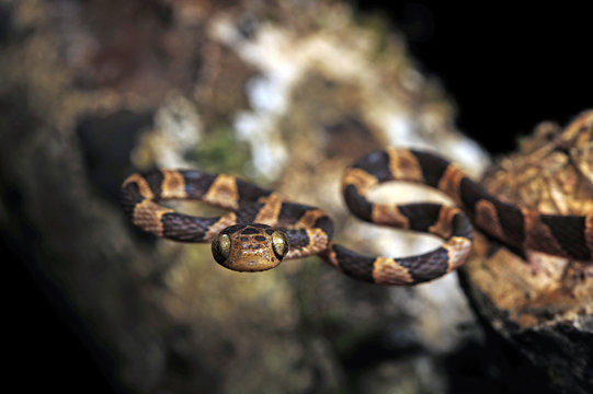 Riemennatter (Imantodes cenchoa) - blunthead tree snake / Honduras 