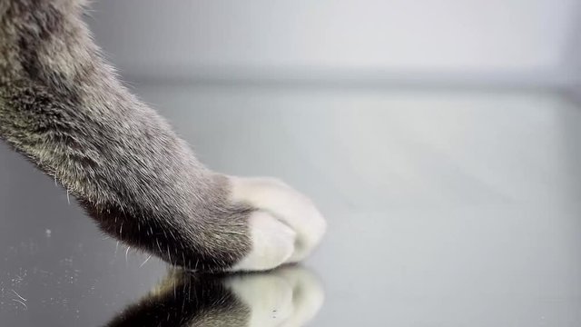 Beautiful footage of a cat lowering its paw, descending, to meet a mirror glass reflective surface