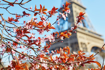 Pink cherry blossom flowers with Eiffel tower