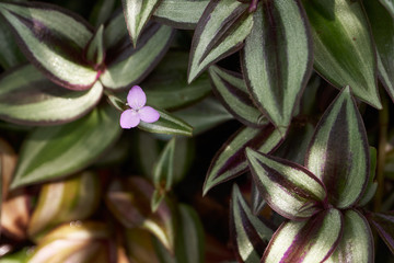 Flower of Zebrina Pendula