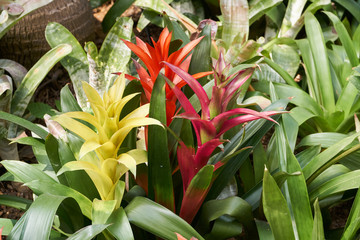 Obraz premium Guzmania Insignis