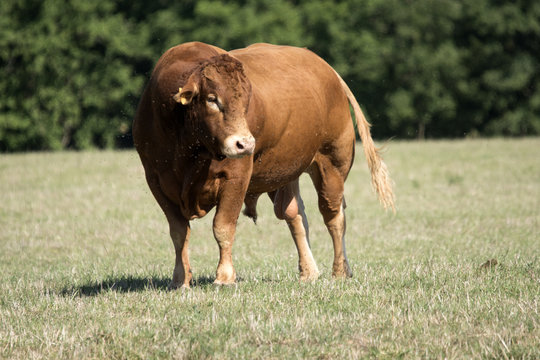 Musculeux Photos Illustrations Vecteurs Et Videos Libres De Droits Adobe Stock