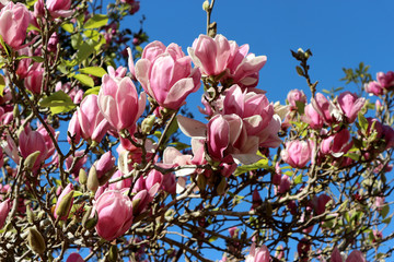 blooming pink magnolia flowers blossom at outdoor with blue sky as background