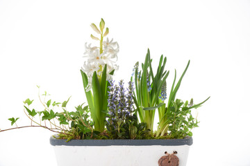 flower pot isolated on white