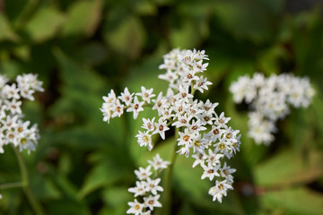 Aceriphyllum rossii