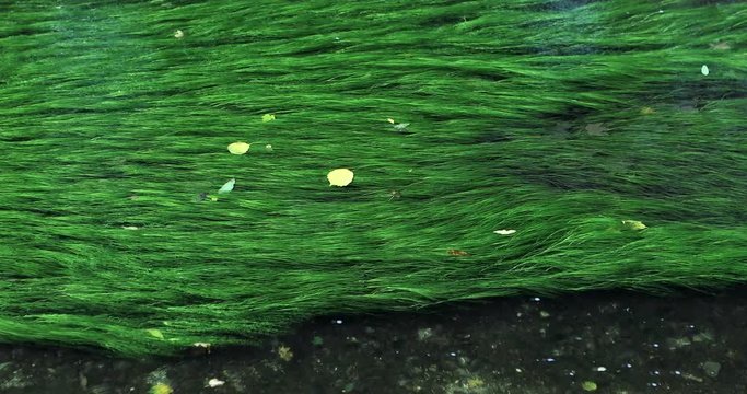 Clean stream, growing with green aquatic plants?Submergent plant