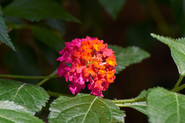 Lantana Camara