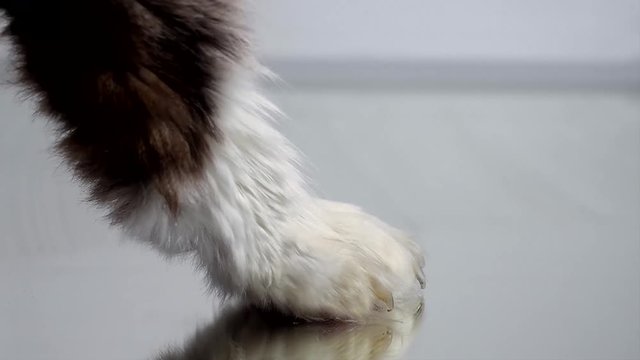 Beautiful footage of a cat lowering its paw, descending, to meet a mirror glass reflective surface