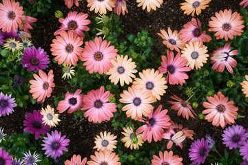 Osteospermum
