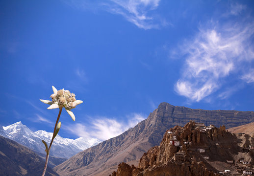 Sunny impressive Edelweiss on the background of Tibetan Buddhist monastery 12th century Dhankar Gompa (3894 m). Spiti valley, Himachal Pradesh, India.