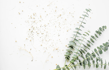 Baby eucalyptus branch on white table