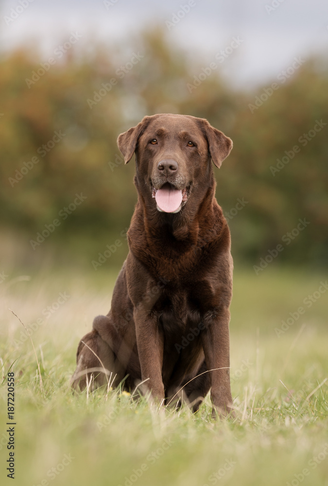 Canvas Prints Brown labrador retriever dog