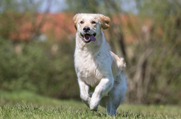 White labrador retriever dog