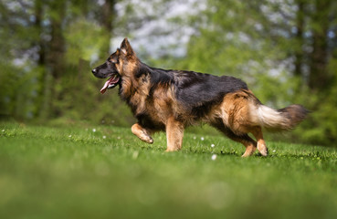 German shepherd dog