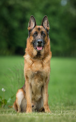 Dog outdoors in nature