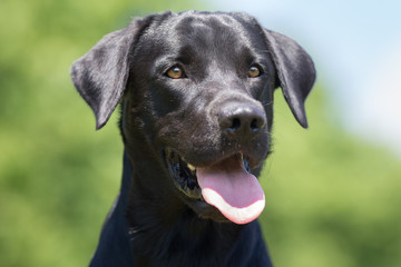 Labrador retriever dog