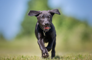 Labrador retriever dog