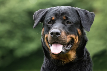 Rottweiler dog