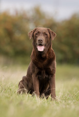 Brown labrador retriever dog