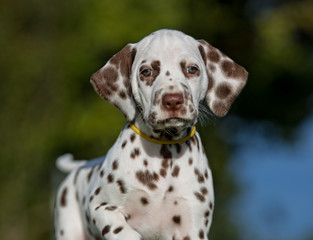 Dalmatian dog puppy