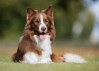 Dog outdoors on sunny day