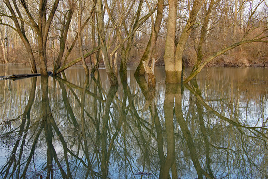 Winter in der Au