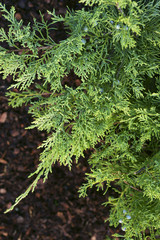  Juniperus virginiana Golden Spring