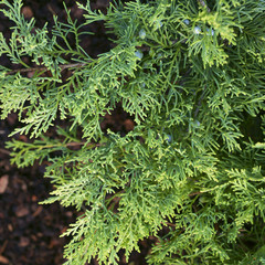  Juniperus virginiana Golden Spring