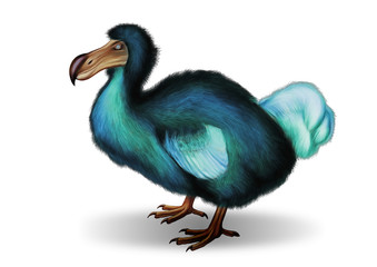 Dodo bird © Marta Waniek