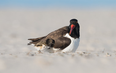 American Oystercatcher