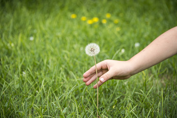 Plucking a dandelion.,  intentions