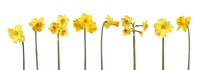 Papier peint adhésif Narcisse Différentes variétés de narcisses
