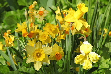 Différentes variétés de narcisses