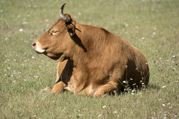 Vache aux grandes cornes de la race Limousine