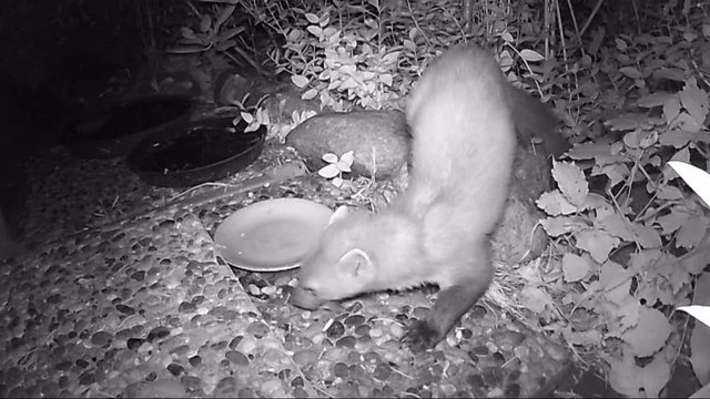 beech marten (Martes foina) feeding cat food in night