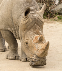 Obraz premium rhinocero head closeup