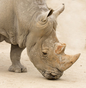 rhinocero head closeup
