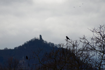 Kr&auml;he in einem Baumwipfel, im Hintergrund Burgruine in einem niedrigen Mittelgebirge in Deutschland 