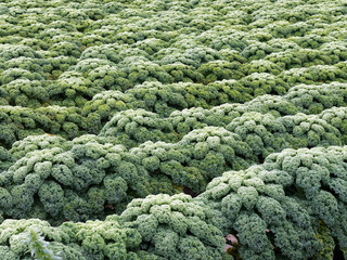 Gr&uuml;nkohlfelder im Winter