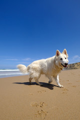 White Dog on Beach