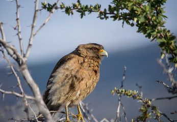 bird of pray close up