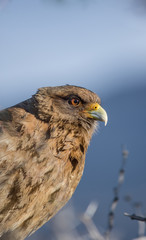 bird of pray close up