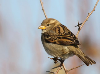 House Sparrow on branch, Passer domesticus
