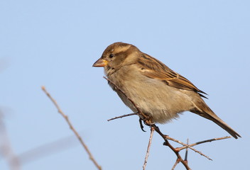 House Sparrow on branch, Passer domesticus