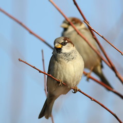 House Sparrow on branch, Passer domesticus